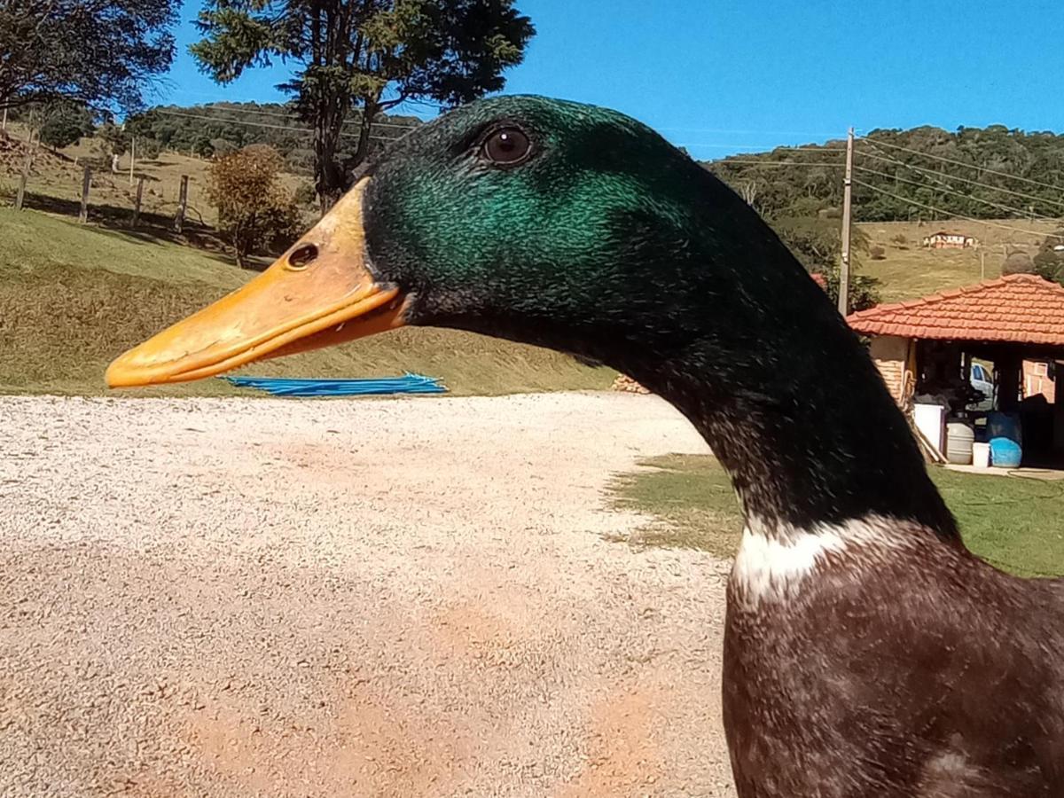 Sitio No Interior De Sp Para Curtir A Natureza Агуас да Прата Екстериор снимка